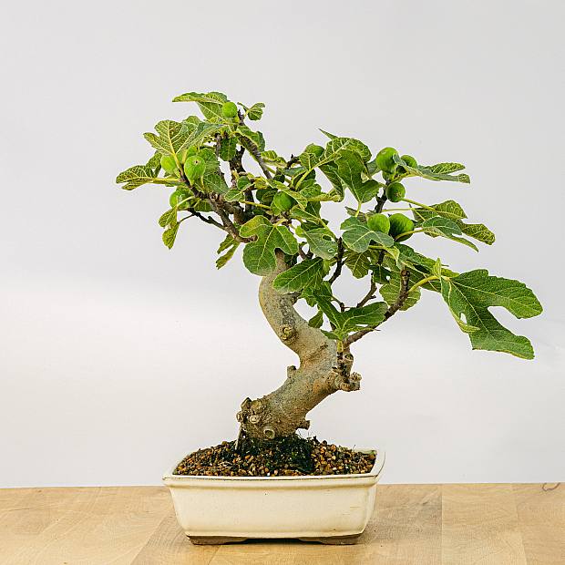 Bonsai 12 anni Ficus carica