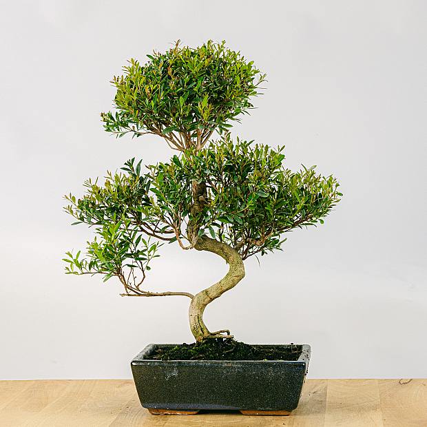 Bonsai Syzigium 10 Jahre alt