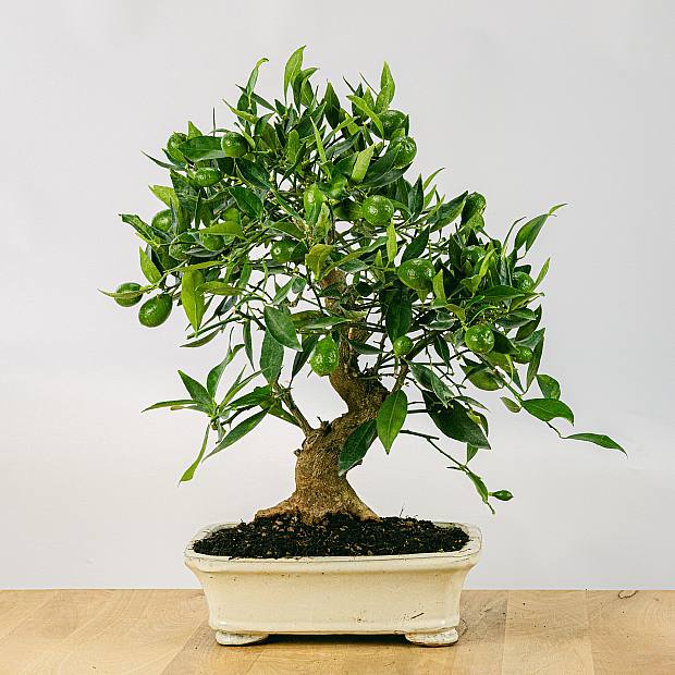 19 Jahre alter Bonsai Citrus Limencuat
