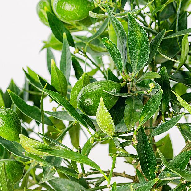 19 Jahre alter Bonsai Citrus Limencuat details