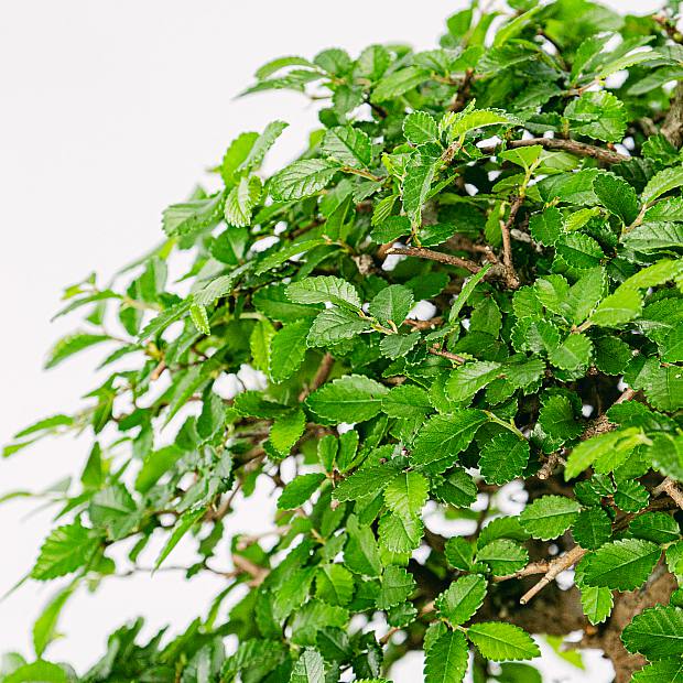 Bonsai 24 años Zelkova parvifolia