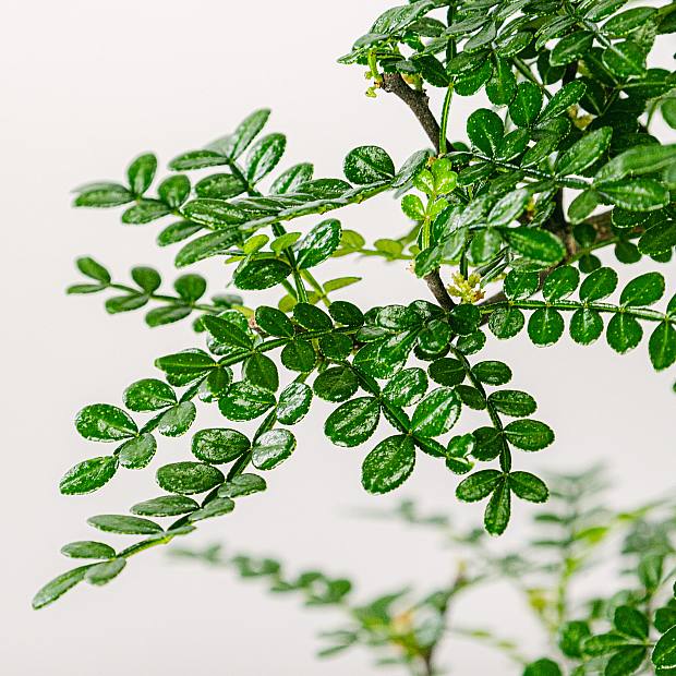 Bonsai 16 años Zanthoxylum Piperitum