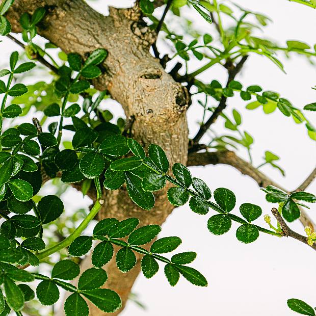 Bonsai Zanthoxylum Piperitum 10 Jahre details