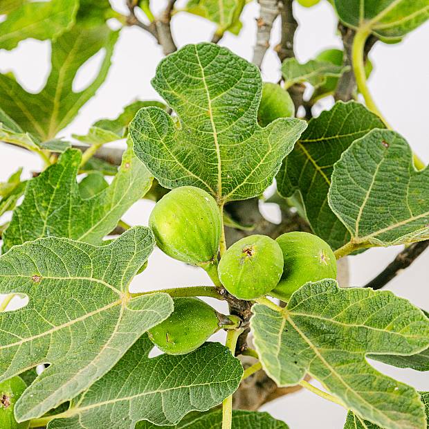 Bonsai 12 anni Ficus carica details