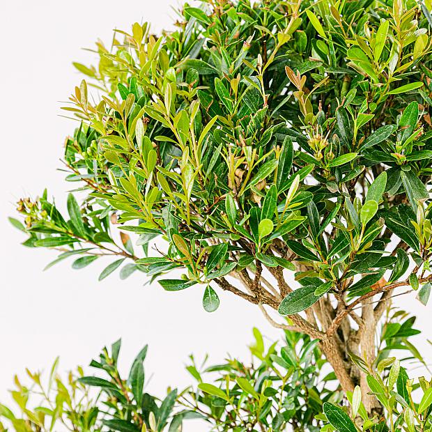 Bonsai Syzigium 10 Jahre alt details