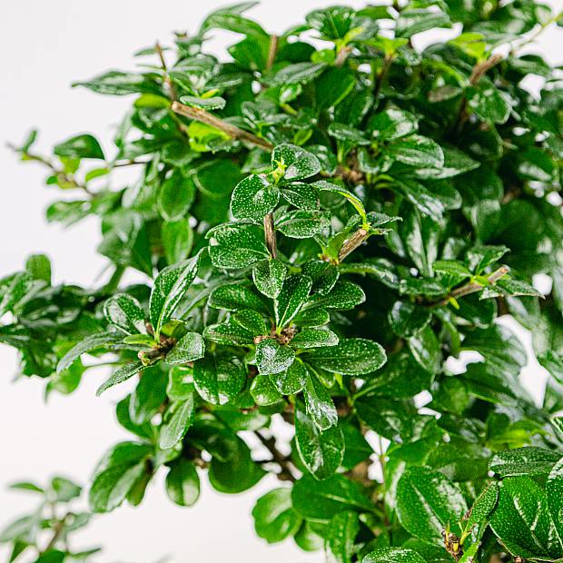 Bonsai 16 años Carmona microphylla details