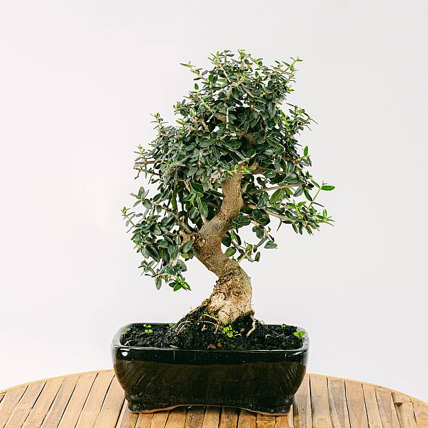 Bonsai Olea sylvestris 10 Jahre alt