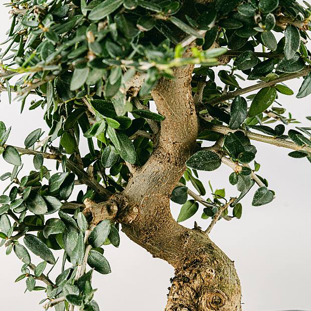Bonsai Olea sylvestris 10 Jahre alt details