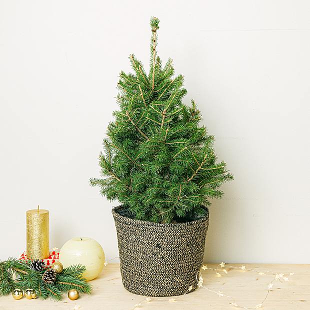 Pino Natural - Picea glauca