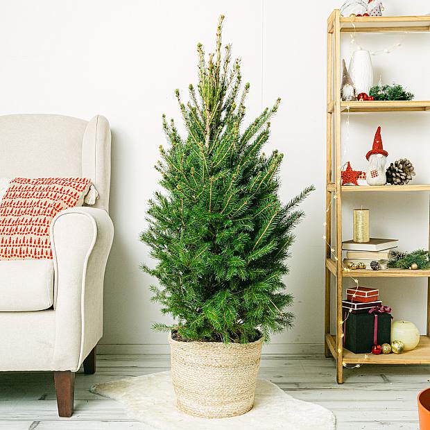 Picea glauca Super Green