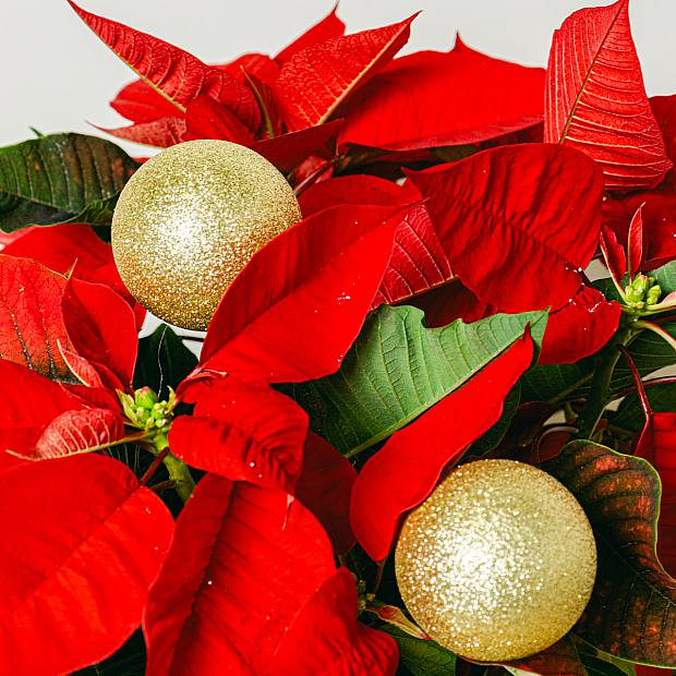 Poinsettia avec décor doré