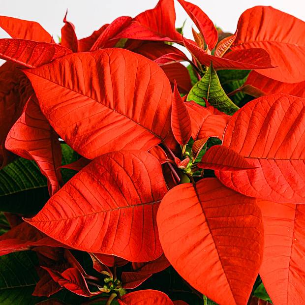 Flor de Pascua / Poinsettia