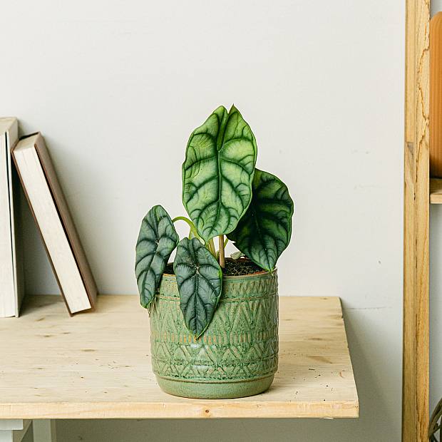 Alocasia Silver Dragon