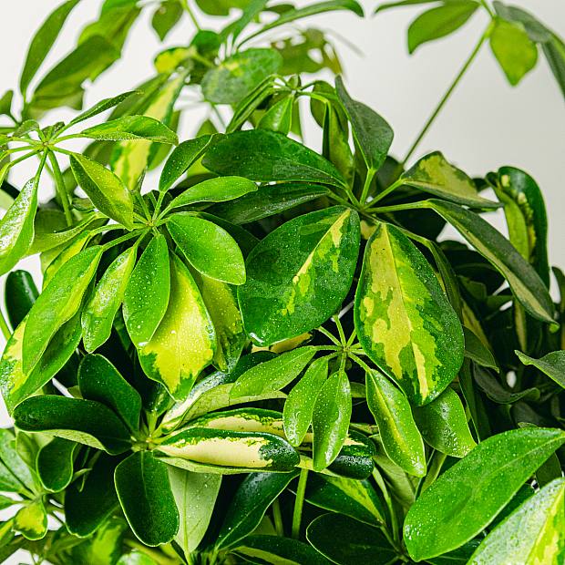 Schefflera Tronco Trenzado
