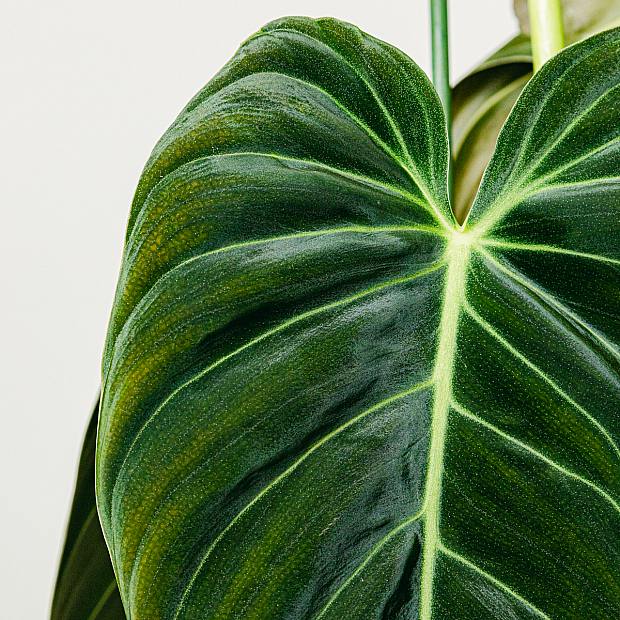 Philodendron Gigas