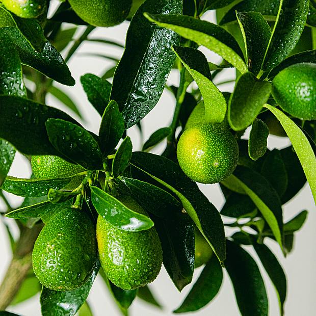 Citrus Kumquat Gigante