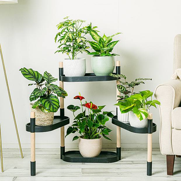 Botanical Tower - Black