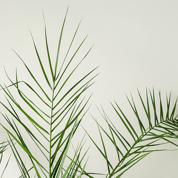 Phoenix Canariensis details