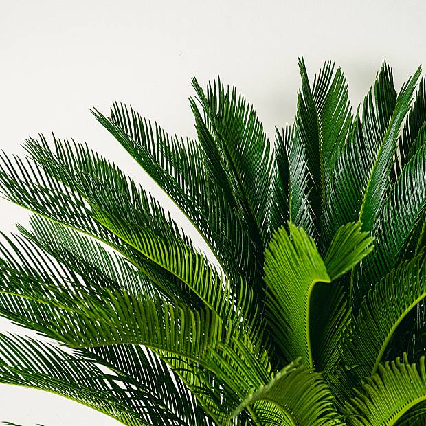 Cycas Revoluta - 100cm
