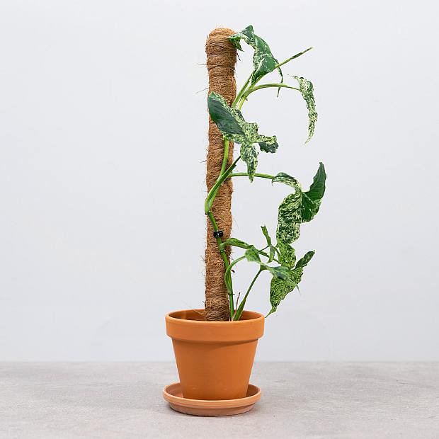 Perche à mousse 55cm