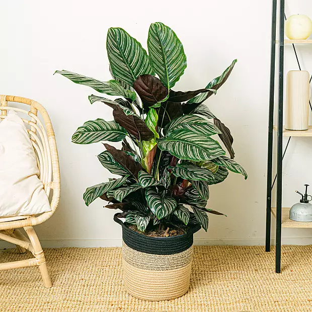 efeutute mit weiß Efeutute Scindapsus Pictus Trebie, Aureum, N'joy, Marble Queen – vielgrün main image 1