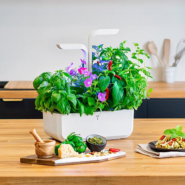 Véritable Classic details