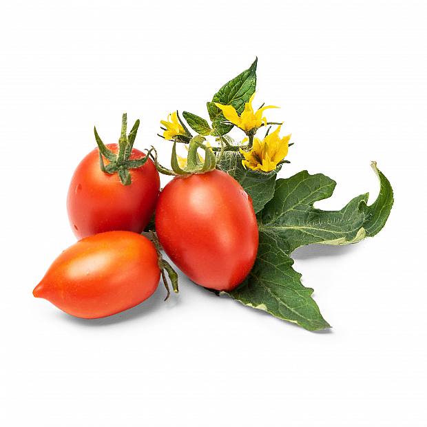 Lingot de Tomate Cherry