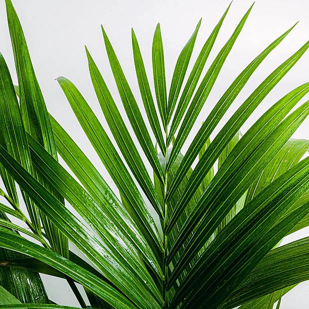Kentia Palm details