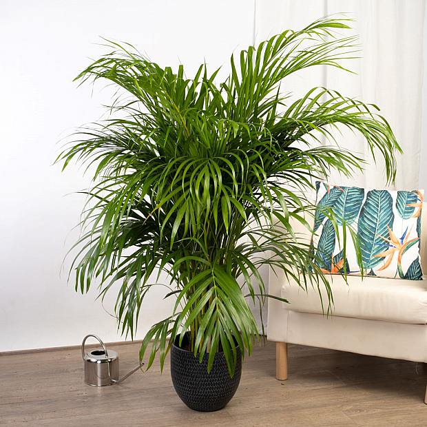 Areca Palm
