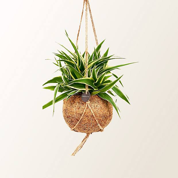 Chlorophytum Comosum Kokedama