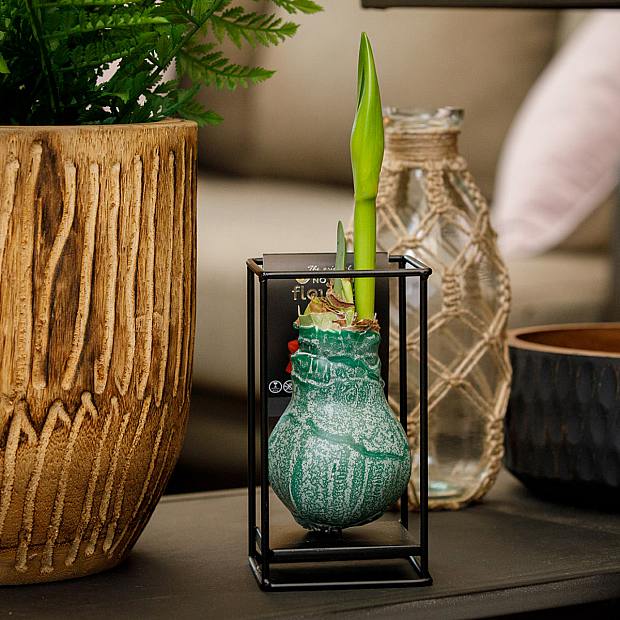 Planta de Amaryllis con Cera Verde