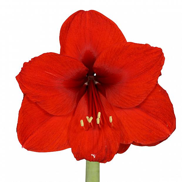 Planta de Amaryllis con Cera Verde details