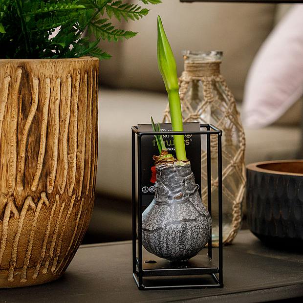 Amaryllis en Marco Negro