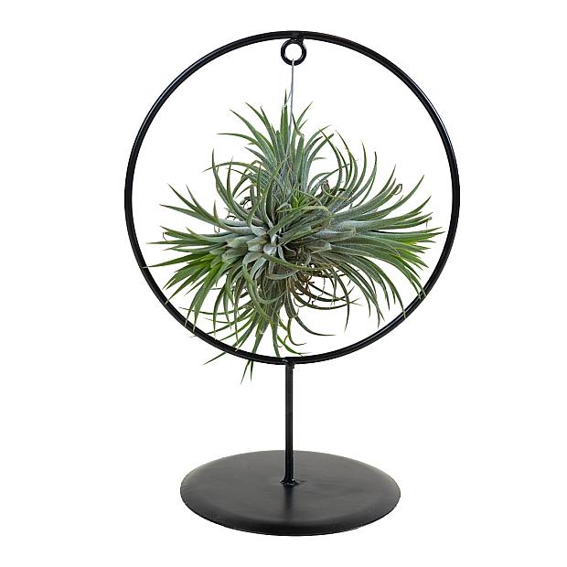 Ionanta Elegance: Planta de Aire en Soporte details