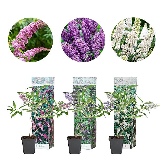 Buddleja Trio details