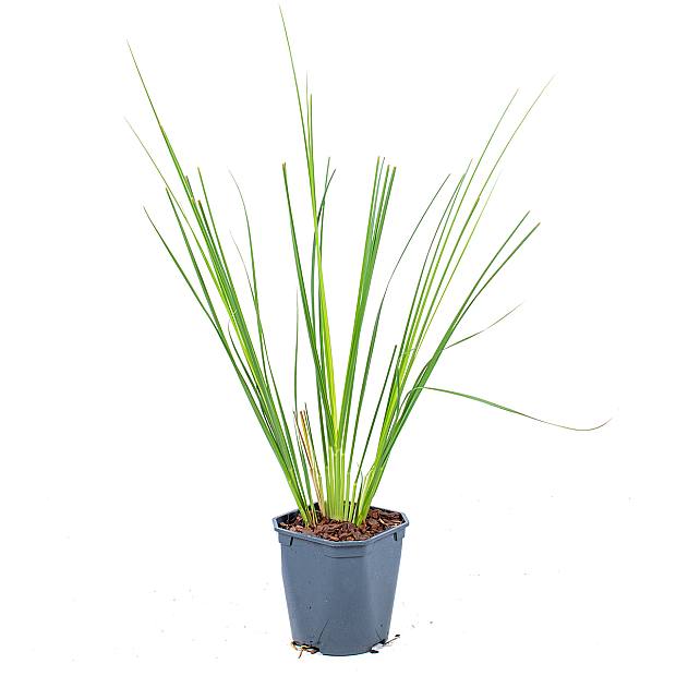 Cortaderia Pumila Dúo details