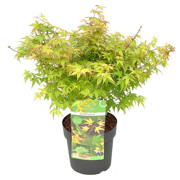 Acer Palmatum 'Little Princess'
