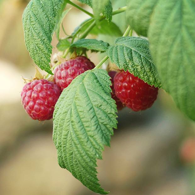 Frambuesa- Rubus Idaeus details