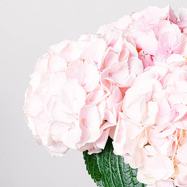 Duo Hydrangea Pink Annabelle details