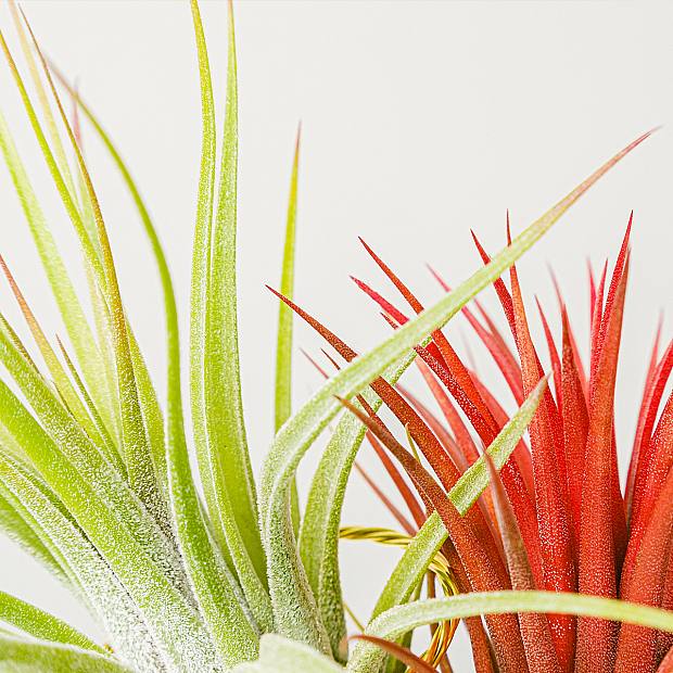 Colección de 10 Plantas de Aire details