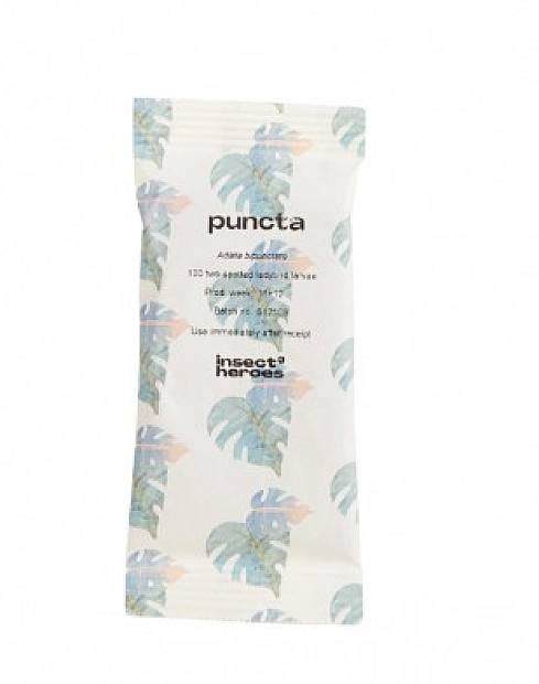 lutte biologique contre les ravageurs : puceron