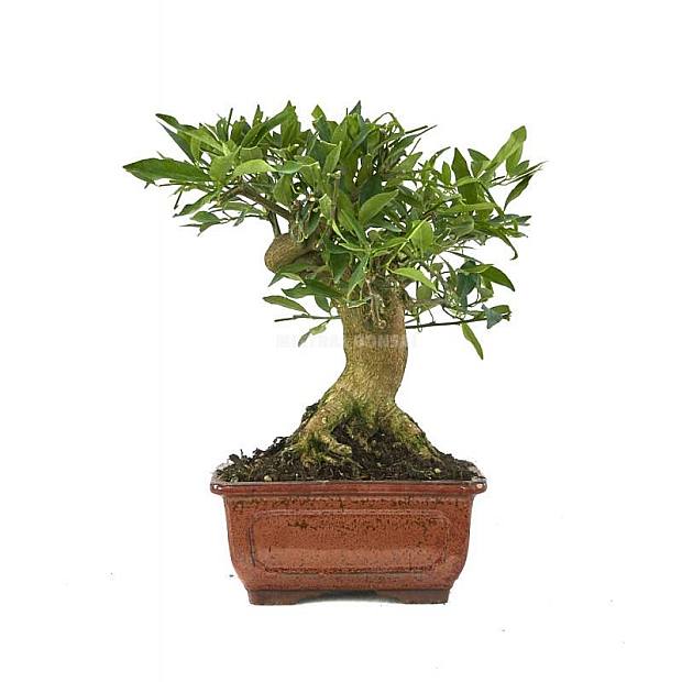 Bonsái Citrus llimenquat 15 años