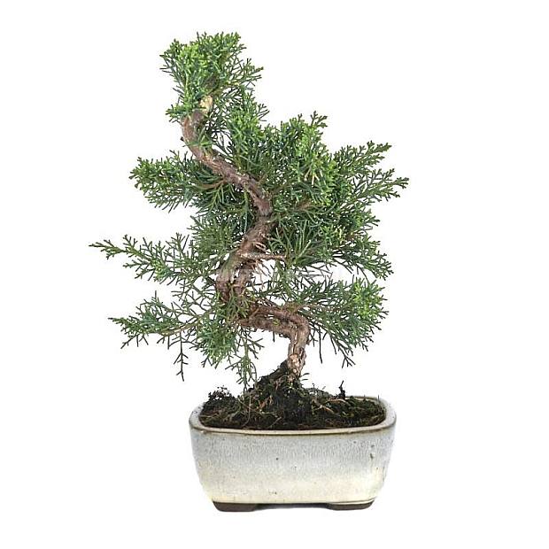 Bonsái Juniperus chinensis kyushu 8 años
