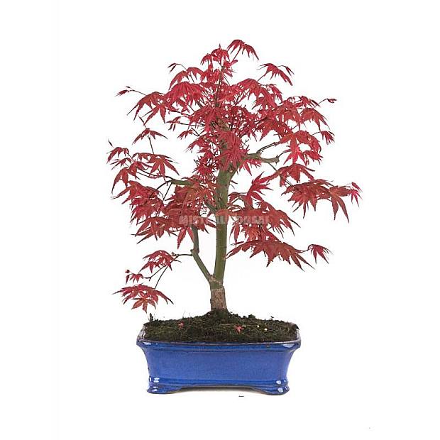 Bonsái Acer palmatum deshojo 15 años details