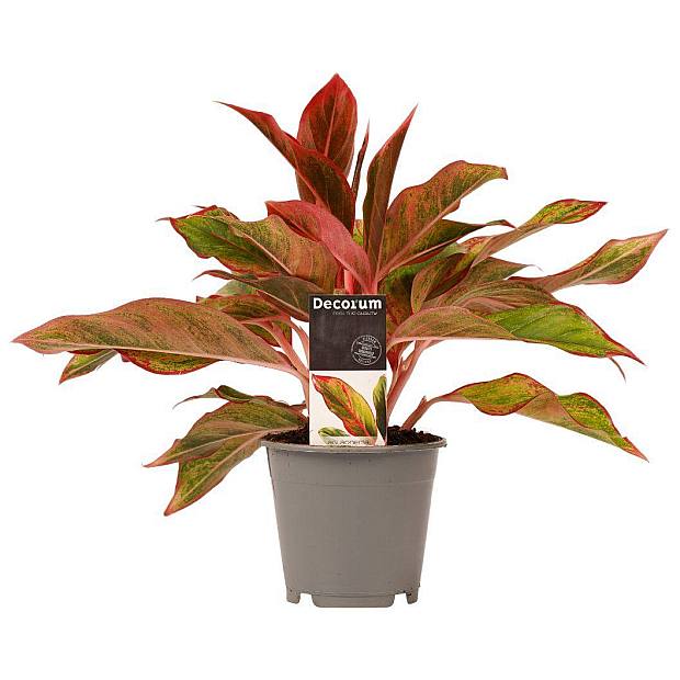 Aglaonema Creta details