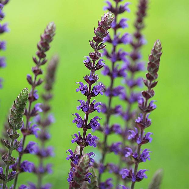 3 x Salvia nemorosa 'Ostfriesland' details