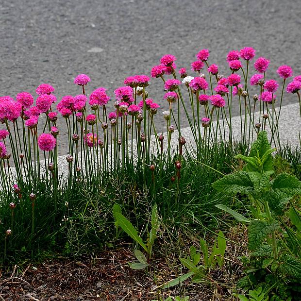 3 x Armeria Abbey Rosé details