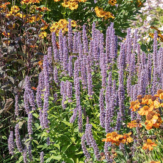 3 x Blå Lycka Agastache details