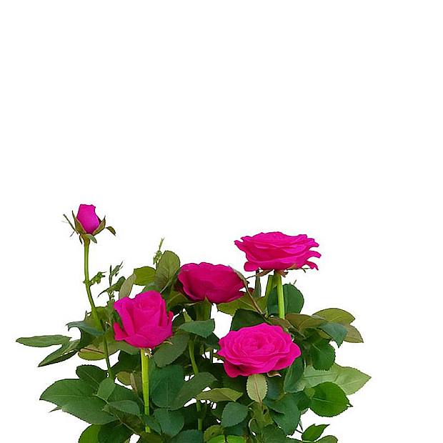 Rosa Estrella Púrpura details