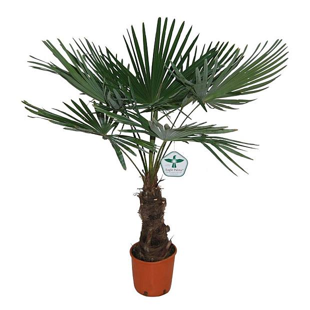 Fortunei Palm på dansk.